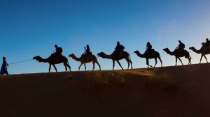 Une caravane de chameaux